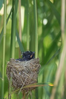 Common Cuckoo (Cuculus canorus) juvenile in nest of Eurasian Reed Warbler, Saxony-Anhalt, Germany