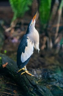 Little Bittern (Ixobrychus minutus), male adult bird, native to Europe, captive, Germany