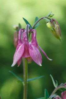 Pink aquilegia (columbine) flower on a green blurred background. Closeup