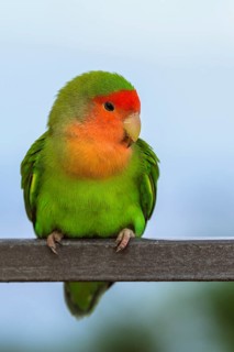 Rosy-faced Lovebird, Agapornis roseicollis, Pizzo, Calabria, Italy