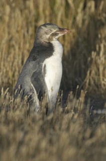 Yellow-eyed Penguin (Megadyptes antipodes), New Zealand