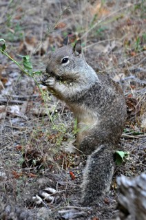 Western gray squirrel (Sciurus griseus)
