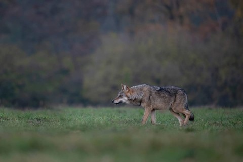 European grey wolf, Eurasian wolf (Canis lupus lupus), wolf in forest clearing, Podlaskie