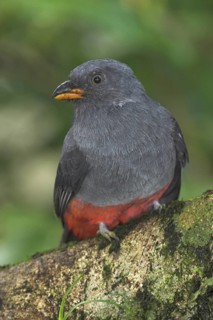 Slaty-tailed Trogon (Trogon massena) female, Costa Rica