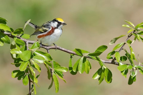 Chestnut-sided Warbler (Setophaga pensylvanica) perched on a branch, Texas, USA