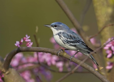 Cerulean Warbler (Setophaga cerulea), Ohio, USA