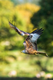 Red Kite, Milvus milvus, bird in flight