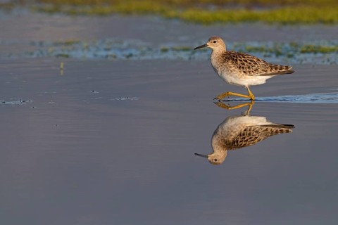Ruff, Philomachus pugnax, Combattant varié, Chevalier combattant, Combatiente Lesbos, Greece