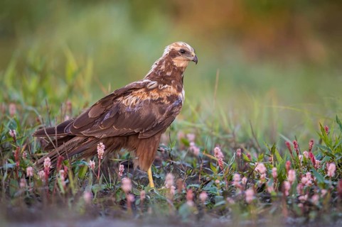 Western Marsh Harrier (Circus aeruginosus), Poland