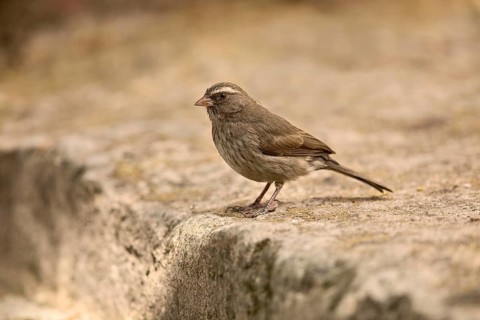 Brown-rumped Seedeater (Crithagra tristriata) perched on the ground, Oromia, Ethiopia