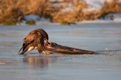 Common Buzzard (Buteo buteo), Mecklenburg-Western Pomerania, Germany