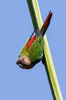 Santarem Parakeet (Pyrrhura amazonum) perched on a branch in the Amazon of Brazil