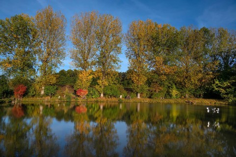 Autumnal poplars (Populus) in front of a carp pond, Beerbach, Middle Franconia, Bavaria, Germany