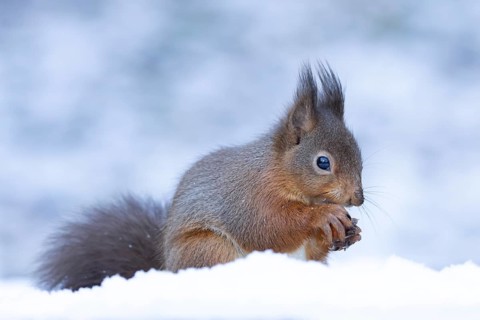 Red squirrel (Sciurus vulgaris) adult animal eating a nut in snow in winter, Yorkshire, England,