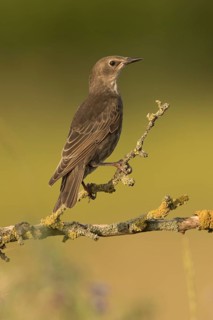 Common Starling (Sturnus vulgaris) perched on a lichen branch, Serbia