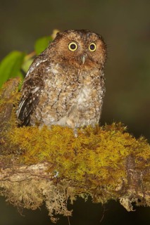 Bare-shanked Screech-Owl (Otus clarkii) perched on a branch in Costa Rica