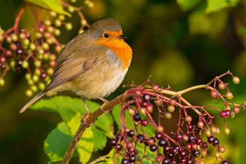 Robin, (Erithacus rubecula), animals, birds, songbird, perching, flycatcher family, Ottenby,