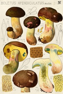 Mushroom, mushrooms, Butyriboletus appendiculatus, syn. Boletus appendiculatus, also known as