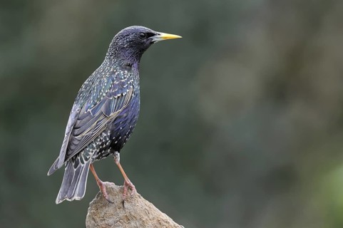 Common Starling (Sturnus vulgaris), Lower Saxony, Germany