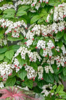 Losbaum (Clerodendrum thomsoniae), Botanical Garden, Federal Republic of Germany