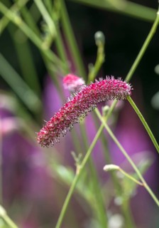 Meadow knapweed (Sanguisorba 'Scapino'), Weihenstephan Gardens, Germany