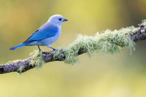 Blue-grey Tanager (Thraupis episcopus) perched on a mossy branch, Solola, Guatemala