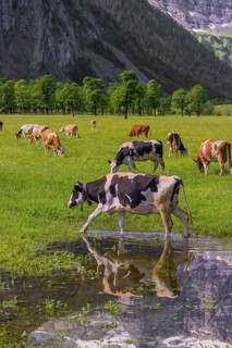 Holstein Friesian cattle crosses a puddle in a green meadow. A reflection of the cows and the