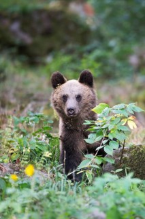 European brown bear or Eurasian brown bear (Ursus arctos arctos), young in the forest, animal