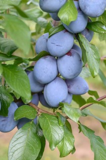 Plum (Prunus domestica 'Tophit'), LVG Erfurt, Federal Republic of Germany