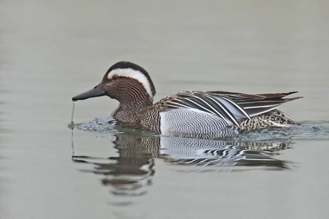 Garganey (Spatula querquedula) male, Lower Saxony, Germany