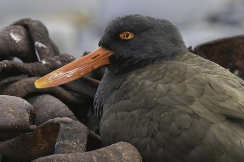 Blackish Oystercatcher (Haematopus ater), Falkland Islands