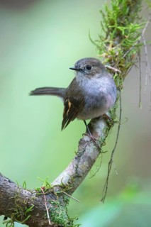 Pink Robin (Petroica rodinogaster) young male perched on a mossy branch, Victoria, Australia