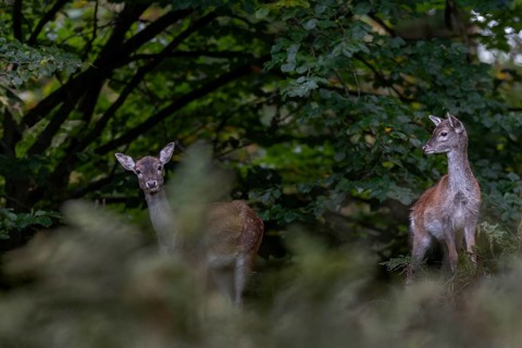 As a rule, the fallow deer (Dama dama) has a calf in June, I have never observed a female having