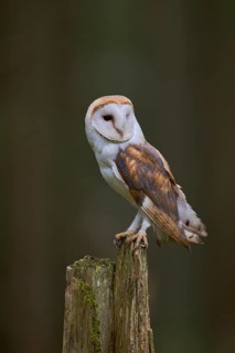 Barn owl (Tyto alba) Bavaria, Germany