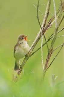 Eurasian Reed Warbler (Acrocephalus scirpaceus) singing, Lower Saxony, Germany