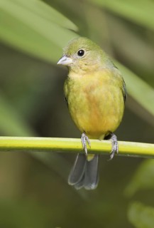 Painted Bunting (Passerina ciris) female, Florida, USA