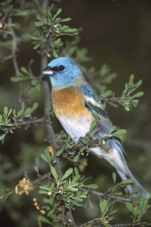 Lazuli Bunting (Passerina amoena), Arizona, USA