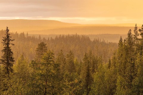 Rain shower over forest area, Gällivare, Norrbotten, Lapland, Sweden, August 2020