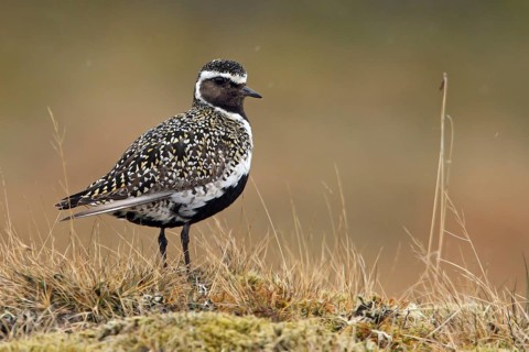 Goldregenpfeifer (Pluvialis apricaria)