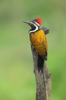 Greater Flameback (Chrysocolaptes guttacristatus) male perched on a stump, Darjeeling, India