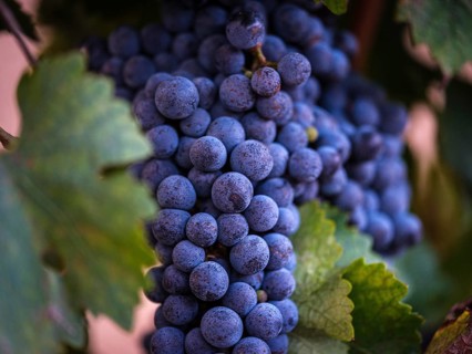 Vivid close-up of a ripe grape cluster nestled among lush green leaves in a Mallorca vineyard.