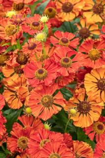 Sunflower (Helenium 'Dunkle Pracht'), RHS Garden Bridgewater, Great Britain