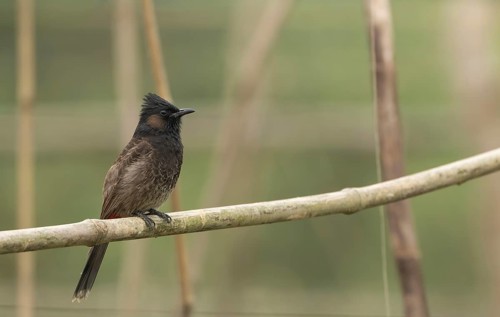 A Red-vented Bulbul (Pycnonotus cafer), Sreepur, Gazipur, Bangladesh