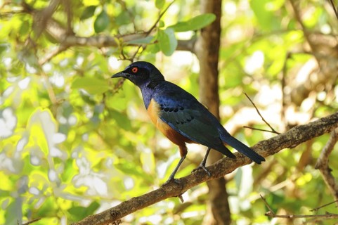 Hildebrandt's Starling (Lamprotornis hildebrandti), Tsavo West National Park, Kenya