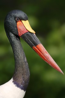 Saddle-billed stork (Ephippiorhynchus senegalensis), male, portrait, captive, occurrence in Africa