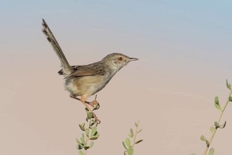 Graceful Prinia (Prinia gracilis), Eilat, Israel