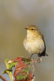 Common Chiffchaff (Phylloscopus collybita), Baden-Wuerttemberg, Germany