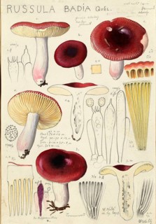 Mushroom, fungi, cedar wood russula, Russula badia, syn. Russula friesii, authentic reproduction of