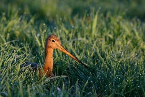 Black-tailed Godwit (Limosa limosa), Netherlands