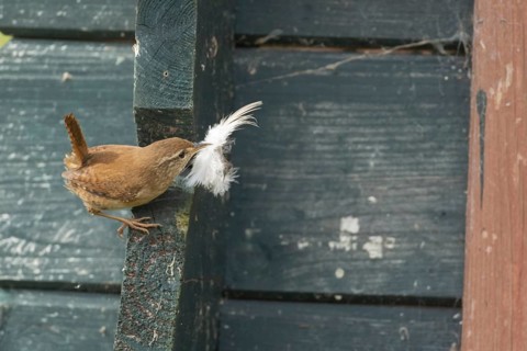 Eurasian wren (Troglodytes troglodytes) adult garden bird on a shed with a feather for nesting